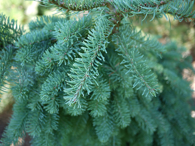 Zweig der Edeltanne