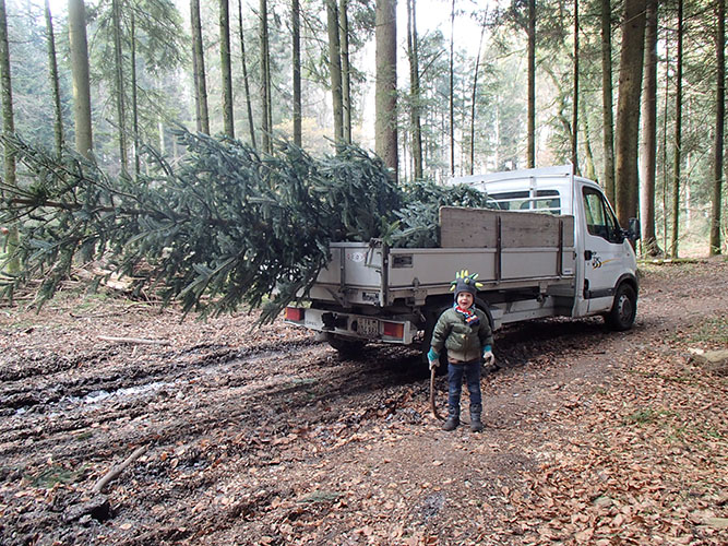 Sapin chargé sur la camionette
